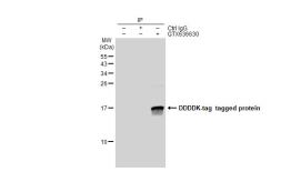 Anti-DDDDK tag antibody [GT1216] used in Immunoprecipitation (IP). GTX636630
