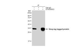 Anti-Strep epitope Tag antibody [HL1251] used in Immunoprecipitation (IP). GTX636653