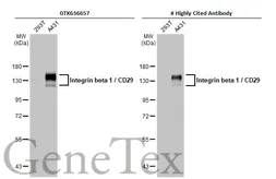 Anti-Integrin beta 1 / CD29 antibody [HL1255] used in Western Blot (WB). GTX636657