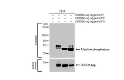 Anti-Alkaline phosphatase antibody [HL1267] used in Western Blot (WB). GTX636669
