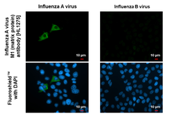 Anti-Influenza A virus M1 (matrix protein) antibody [HL1275] used in Immunocytochemistry/ Immunofluorescence (ICC/IF). GTX636677