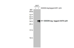 Anti-ASFV p54 antibody [HL1286] used in Western Blot (WB). GTX636700