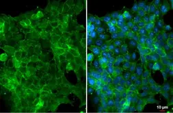 Anti-EpCAM antibody [HL1339] used in Immunocytochemistry/ Immunofluorescence (ICC/IF). GTX636759