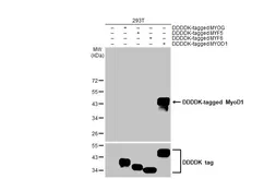 Anti-MyoD1 antibody [HL1372] used in Western Blot (WB). GTX636812