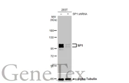 Anti-SP1 antibody [HL1396] used in Western Blot (WB). GTX636836