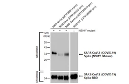 Anti-SARS-CoV-2 (COVID-19) Spike (N501Y Mutant) antibody [HL1425] used in Western Blot (WB). GTX636891