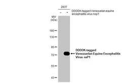 Anti-Venezuelan Equine Encephalitis Virus nsP1 antibody [HL1472] used in Western Blot (WB). GTX636946