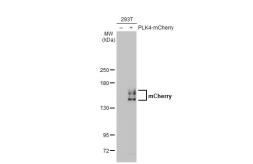 Anti-mCherry antibody [HL1482] used in Western Blot (WB). GTX636956