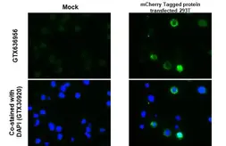 Anti-mCherry antibody [HL1482] used in IHC-P (cell pellet) (IHC-P (cell pellet)). GTX636956