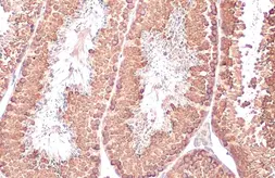 Anti-DDX4 antibody [HL1487] used in IHC (Paraffin sections) (IHC-P). GTX636961