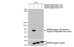 Anti-Venezuelan Equine Encephalitis Virus nsP3 antibody [HL1504] used in Western Blot (WB). GTX636978