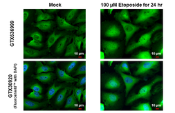Anti-DNA polymerase beta antibody [HL1525] used in Immunocytochemistry/ Immunofluorescence (ICC/IF). GTX636999