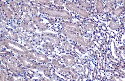 Anti-NPEPPS antibody [HL1531] used in IHC (Paraffin sections) (IHC-P). GTX637005