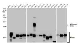 Anti-Wnt6 antibody [HL1568] used in Western Blot (WB). GTX637043