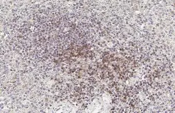 Anti-CD28 antibody [HL1589] used in IHC (Paraffin sections) (IHC-P). GTX637068