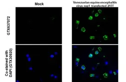 Anti-Venezuelan Equine Encephalitis Virus nsP1 antibody [HL1593] used in IHC-P (cell pellet) (IHC-P (cell pellet)). GTX637072