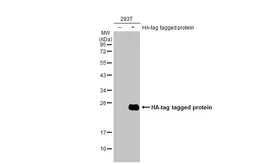 Anti-HA tag antibody [HL1603] used in Western Blot (WB). GTX637082