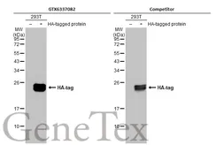 Anti-HA tag antibody [HL1603] used in Western Blot (WB). GTX637082