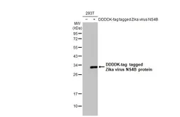 Anti-Zika virus NS4B protein antibody [HL1663] used in Western Blot (WB). GTX637261