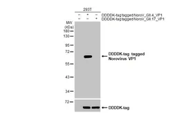 Anti-Norovirus VP1 antibody [HL1672] used in Western Blot (WB). GTX637271