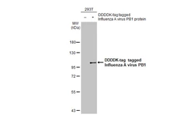 Anti-Influenza A virus PB1 protein antibody [HL1715] used in Western Blot (WB). GTX637314