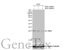 Anti-EIF6 antibody [HL1759] used in Western Blot (WB). GTX637409