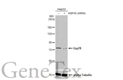 Anti-Grp78 antibody [HL1815] used in Western Blot (WB). GTX637540