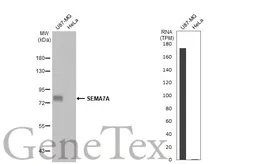 Anti-SEMA7A antibody [HL1826] used in Western Blot (WB). GTX637551
