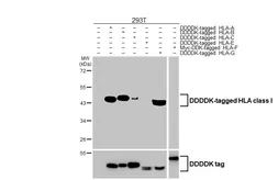 Anti-HLA class I antibody [HL1882] used in Western Blot (WB). GTX637631
