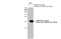 Anti-SARS-CoV-2 (COVID-19) ORF9b antibody [HL1917] used in Western Blot (WB). GTX637666