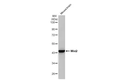 Anti-Wnt2 antibody [HL1999] used in Western Blot (WB). GTX637900