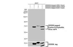 Anti-Equine Encephalitis Virus nsP4 antibody [HL2023] used in Western Blot (WB). GTX637924