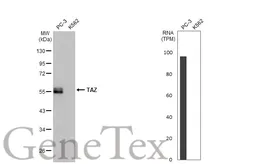 Anti-TAZ antibody [HL2032] used in Western Blot (WB). GTX637933