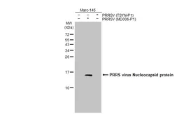 Anti-PRRS virus Nucleocapsid protein antibody [HL2046] used in Western Blot (WB). GTX637947