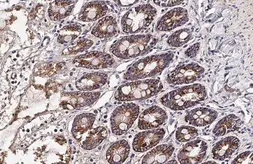 Anti-OAT antibody [HL2088] used in IHC (Paraffin sections) (IHC-P). GTX637996
