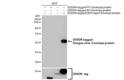Anti-Dengue virus Envelope protein antibody [HL2089] used in Western Blot (WB). GTX637997