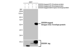 Anti-Dengue virus Envelope protein antibody [HL2089] used in Western Blot (WB). GTX637997