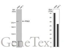 Anti-POLE antibody [HL2150] used in Western Blot (WB). GTX638128