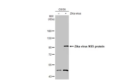 Anti-Zika virus NS5 protein antibody [HL2154] used in Western Blot (WB). GTX638132
