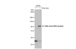 Anti-Zika virus NS5 protein antibody [HL2154] used in Western Blot (WB). GTX638132