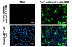 Anti-Firefly Luciferase antibody [HL2164] used in Immunocytochemistry/ Immunofluorescence (ICC/IF). GTX638142