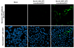 Anti-Norovirus VP1 antibody [HL2177] used in Immunocytochemistry/ Immunofluorescence (ICC/IF). GTX638181