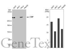 Anti-CBP antibody [HL2197] used in Western Blot (WB). GTX638201