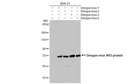 Anti-Dengue virus NS3 protein antibody [HL2239] used in Western Blot (WB). GTX638284