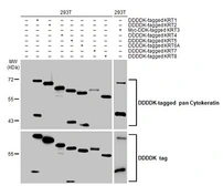 Anti-pan Cytokeratin antibody [HL2253] used in Western Blot (WB). GTX638302