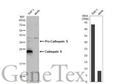 Anti-Cathepsin S antibody [HL2302] used in Western Blot (WB). GTX638369