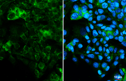 Anti-FGL1 antibody [HL2317] used in Immunocytochemistry/ Immunofluorescence (ICC/IF). GTX638480