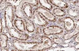 Anti-ST6GAL1 antibody [HL2318] used in IHC (Paraffin sections) (IHC-P). GTX638481