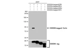 Anti-Ezrin antibody [HL2327] used in Western Blot (WB). GTX638490