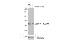 Anti-LAT1 / SLC7A5 antibody [HL2353] used in Western Blot (WB). GTX638556